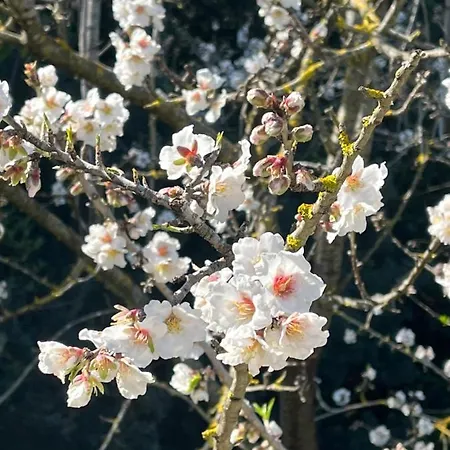 Casa Costera Dağ evi